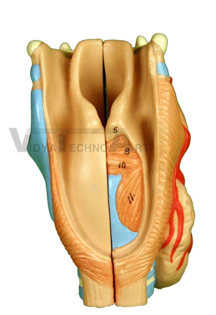 Larynx - From Lung Model